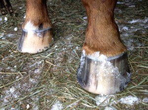 Do you pull shoes for the winter? EQUINE Ink