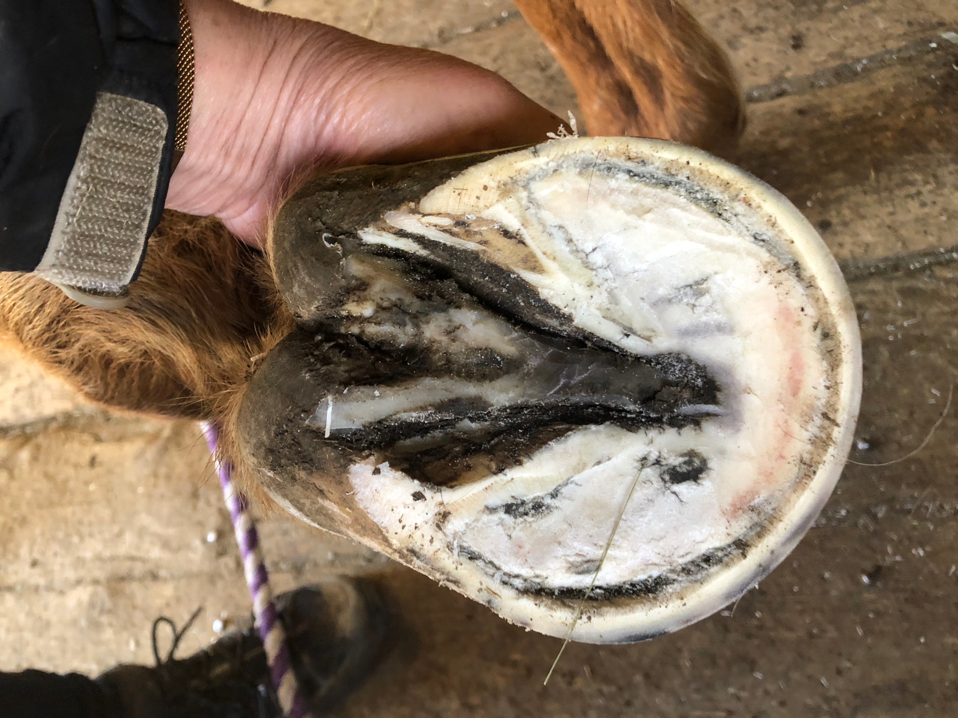 Glue on Shoes Rule EQUINE Ink