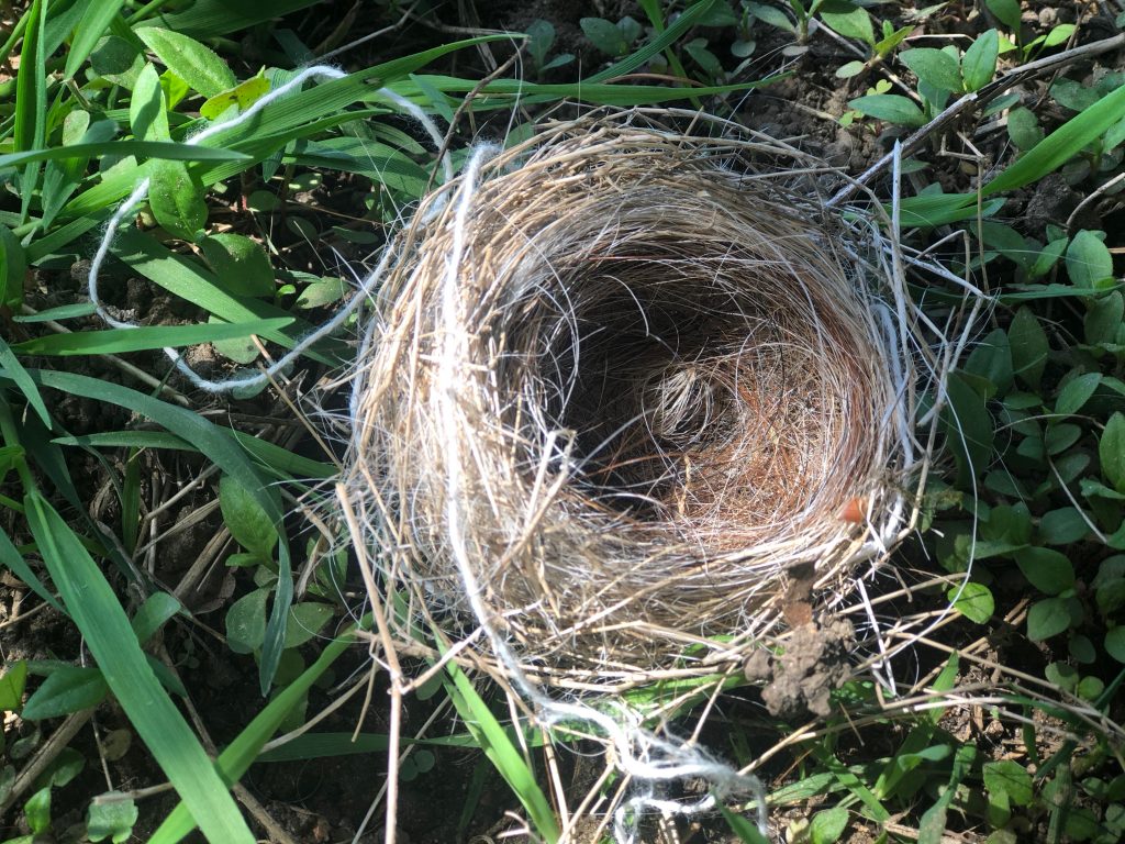 The First Bird's Nest of the Season EQUINE Ink