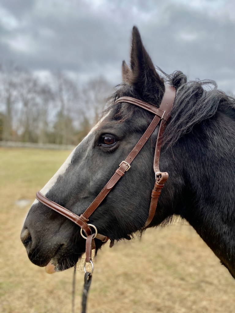 Is Bitless Really Better EQUINE Ink