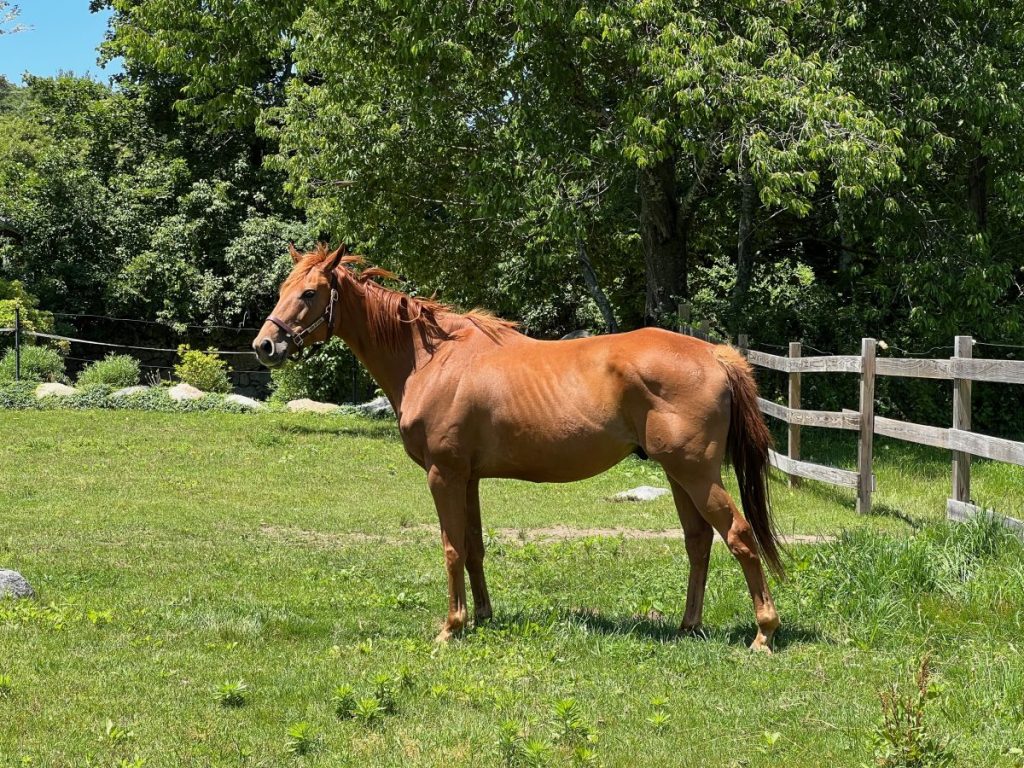 Feeding the Underweight Horse EQUINE Ink